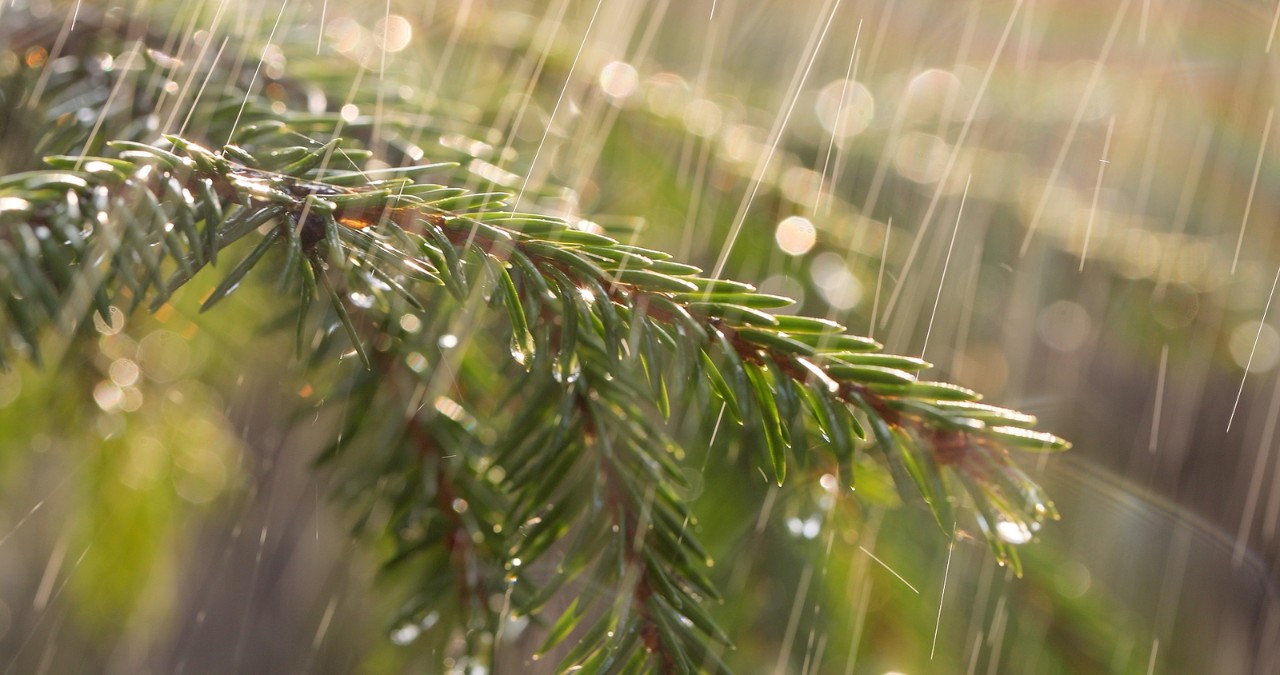 Rain on a sunny day. Close-up of rain on the background of an evergreen spruce branch. Rain on a sunny day. Close-up of rain on the background of an evergreen spruce branch.